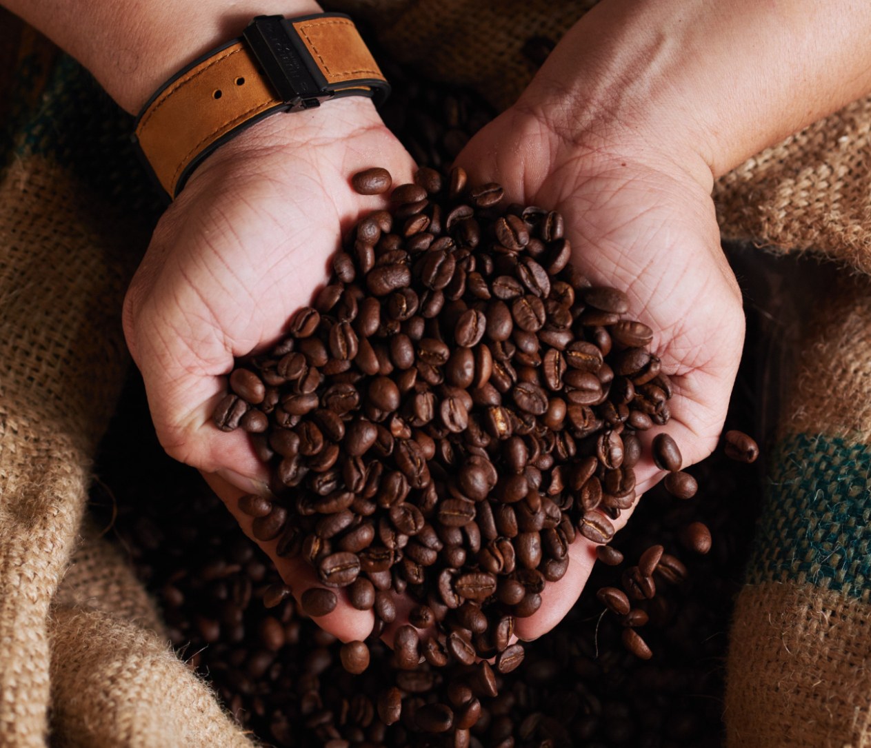 Duas mãos segurando grãos de café torrados sobre um saco de juta.